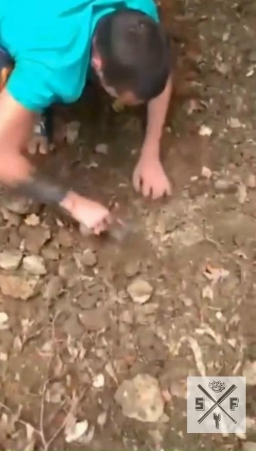 Закопали живьем.
Жителей краснодарского края привлекли внимание истошные крики животного.  