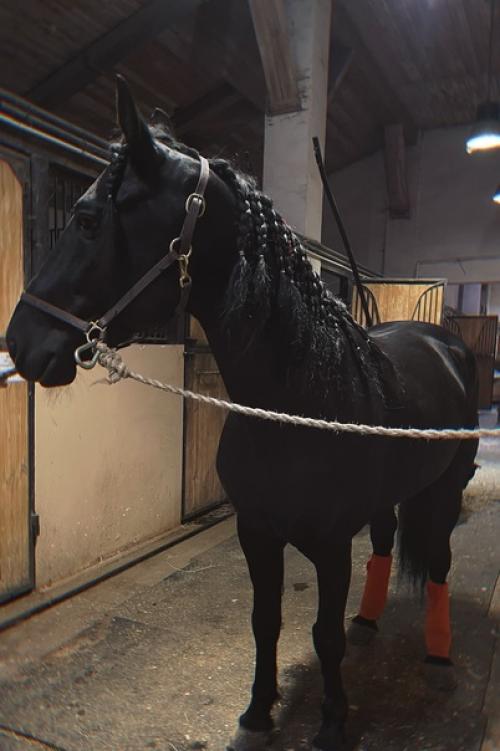 Наши спортсмены готовы встречать зиму не только в теплых шубках и зимних подковах, но и с красивыми прическами. 03