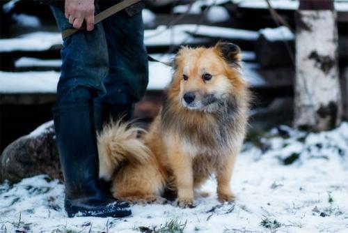 Жители приюта.  Номер карточки 46. 02