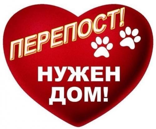 Жители приюта.  Номер карточки 46. 03