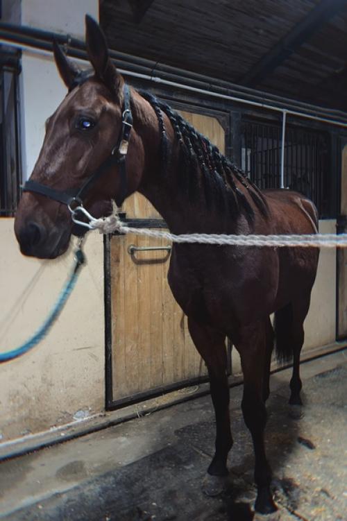 Наши спортсмены готовы встречать зиму не только в теплых шубках и зимних подковах, но и с красивыми прическами. 02