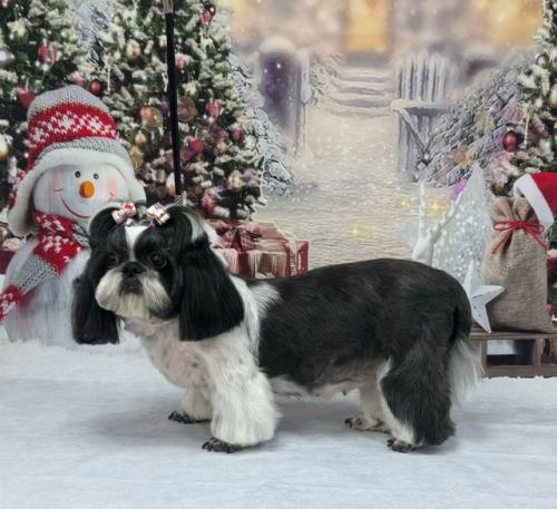 До новогоднего праздника осталось 23 дня! 01