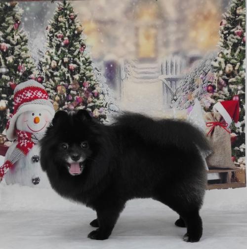 До новогоднего праздника осталось 23 дня! 03