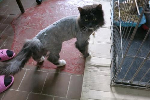 Кошку с травмой челюсти кормили из шприца. 01