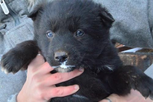 Верный друг для самых надёжных рук! 01 Верный друг для самых надёжных рук! 01