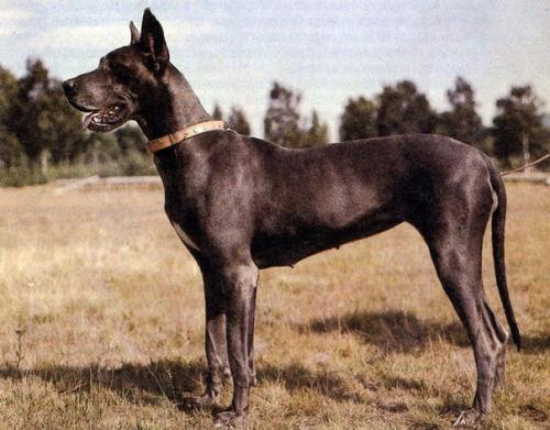 6 самых популярных пород собак в Ссср. 05 6 самых популярных пород собак в Ссср. 05