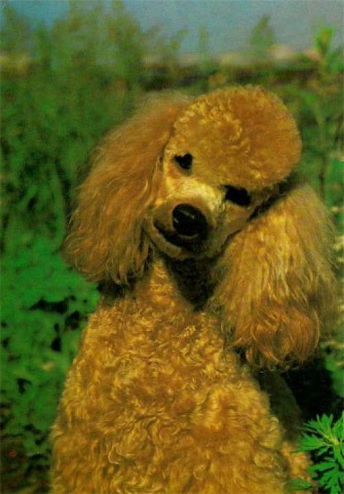 6 самых популярных пород собак в Ссср. 04 6 самых популярных пород собак в Ссср. 04