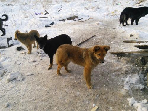 Верный друг для самых надёжных рук! 03 Верный друг для самых надёжных рук! 03