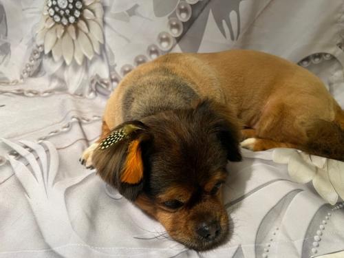 Максик так рад был меня видеть, забежал будто к бабушке на пирожки! 01