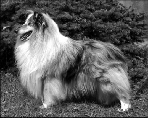 6 самых популярных пород собак в Ссср. 03 6 самых популярных пород собак в Ссср. 03