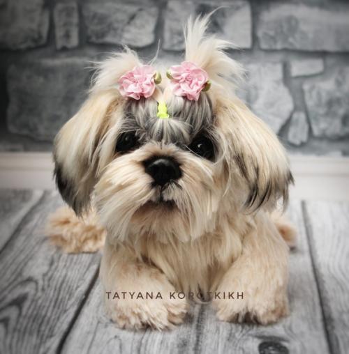 Мы готовы показаться - малышка ши- тцу связана она из итальянской пряжи лебяжий пух 100% па. 01