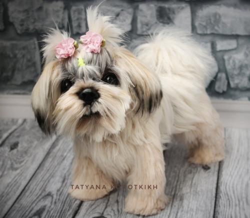 Мы готовы показаться - малышка ши- тцу связана она из итальянской пряжи лебяжий пух 100% па. 04