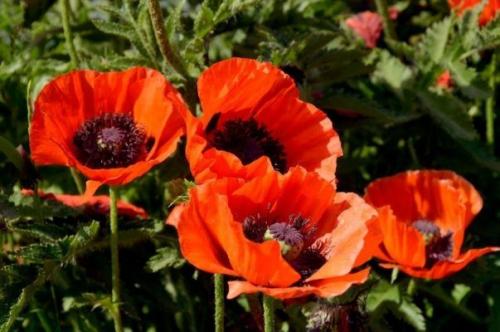 5 растений - оберегов, которые украсят сад и защитят обитателей дома. 02