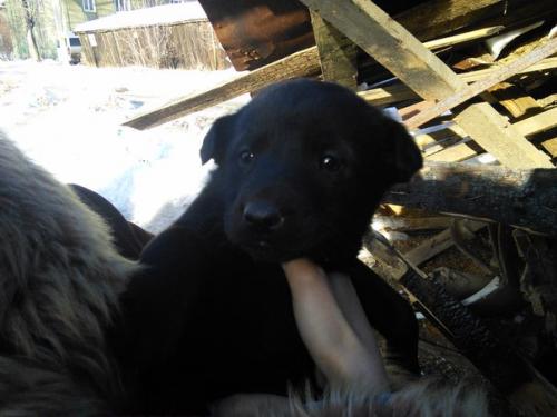 Верный друг для самых надёжных рук! 02 Верный друг для самых надёжных рук! 02