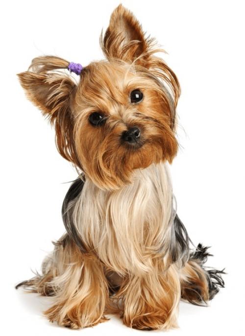 Виды Стрижек. Точнее, причёсок. 01