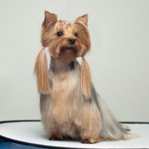 Виды Стрижек. Точнее, причёсок. 03