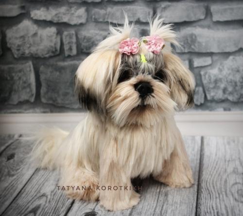 Мы готовы показаться - малышка ши- тцу связана она из итальянской пряжи лебяжий пух 100% па. 05