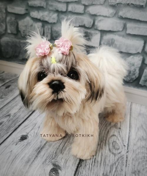 Мы готовы показаться - малышка ши- тцу связана она из итальянской пряжи лебяжий пух 100% па. 02