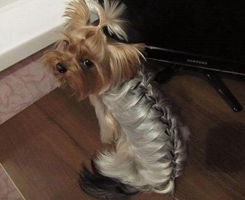 Виды Стрижек. Точнее, причёсок. 02