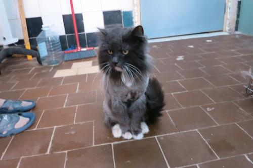 Кошку с травмой челюсти кормили из шприца. 02