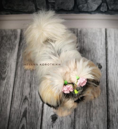 Мы готовы показаться - малышка ши- тцу связана она из итальянской пряжи лебяжий пух 100% па. 03