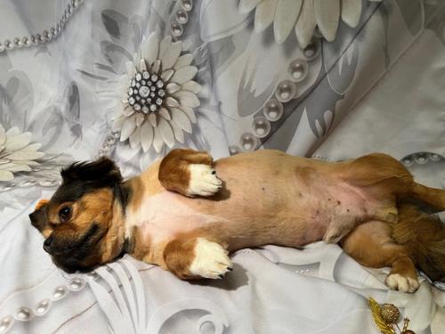 Максик так рад был меня видеть, забежал будто к бабушке на пирожки! 02