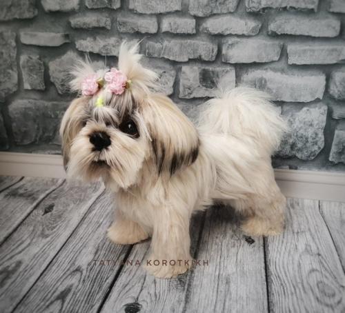 Мы готовы показаться - малышка ши- тцу связана она из итальянской пряжи лебяжий пух 100% па. 07