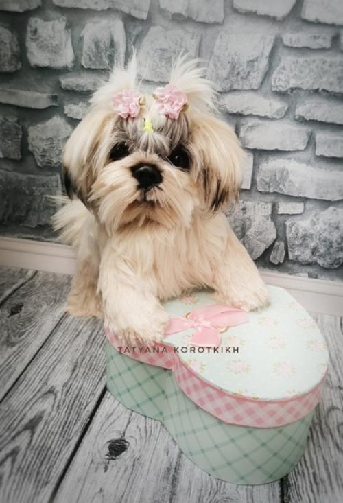 Мы готовы показаться - малышка ши- тцу связана она из итальянской пряжи лебяжий пух 100% па. 09