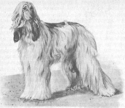 6 самых популярных пород собак в Ссср. 01 6 самых популярных пород собак в Ссср. 01