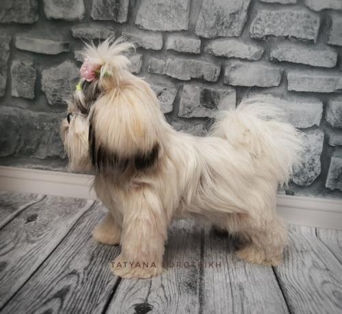 Мы готовы показаться - малышка ши- тцу связана она из итальянской пряжи лебяжий пух 100% па. 08