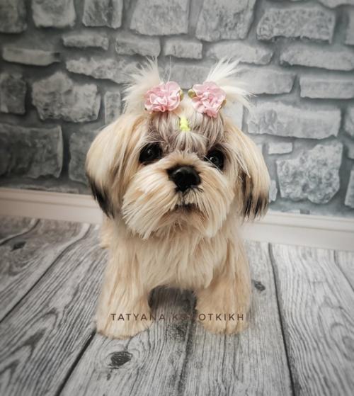 Мы готовы показаться - малышка ши- тцу связана она из итальянской пряжи лебяжий пух 100% па. 06