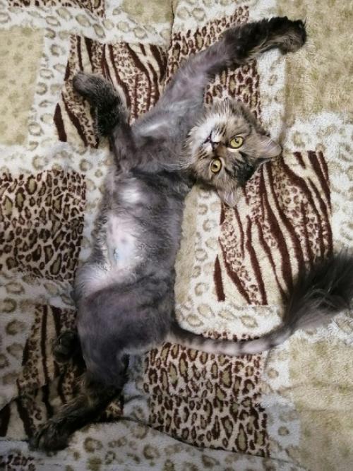 @@@Даше нужен дом@@@. 01