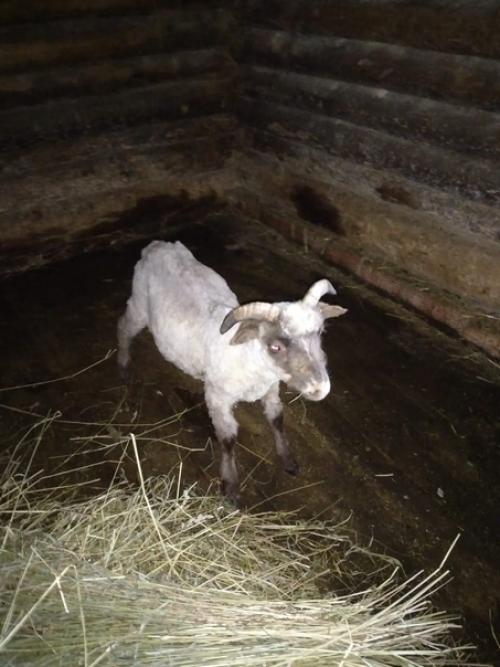 Ещё недельку, и проспали бы мы весеннюю стрижку нашего бараша. 01