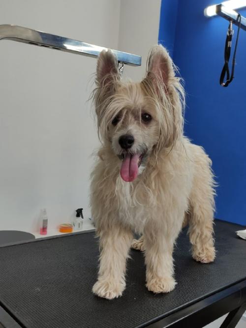 Китайская хохлатая дени тот ещё модник. 01