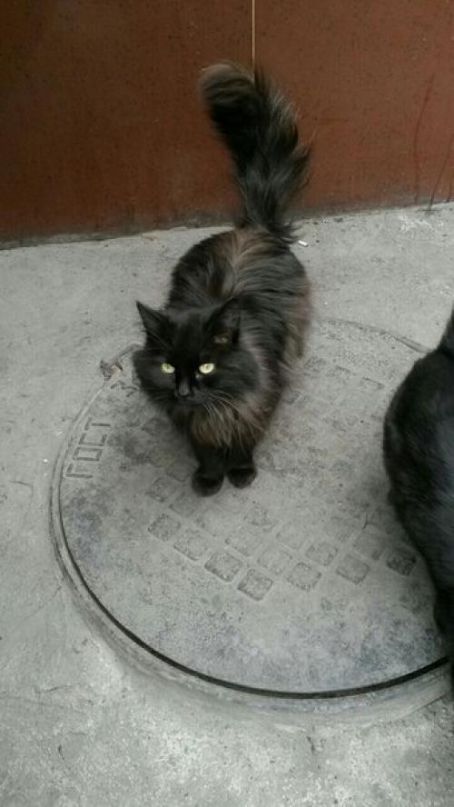 1. белочка ищет своего самого любимого, единственного, понимающего друга - хозяина. 05 1. белочка ищет своего самого любимого, единственного, понимающего друга - хозяина. 05