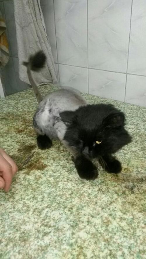 1. белочка ищет своего самого любимого, единственного, понимающего друга - хозяина. 04 1. белочка ищет своего самого любимого, единственного, понимающего друга - хозяина. 04