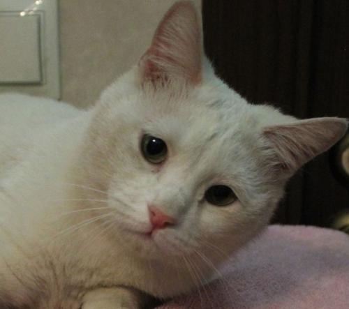 1. белочка ищет своего самого любимого, единственного, понимающего друга - хозяина. 01 1. белочка ищет своего самого любимого, единственного, понимающего друга - хозяина. 01