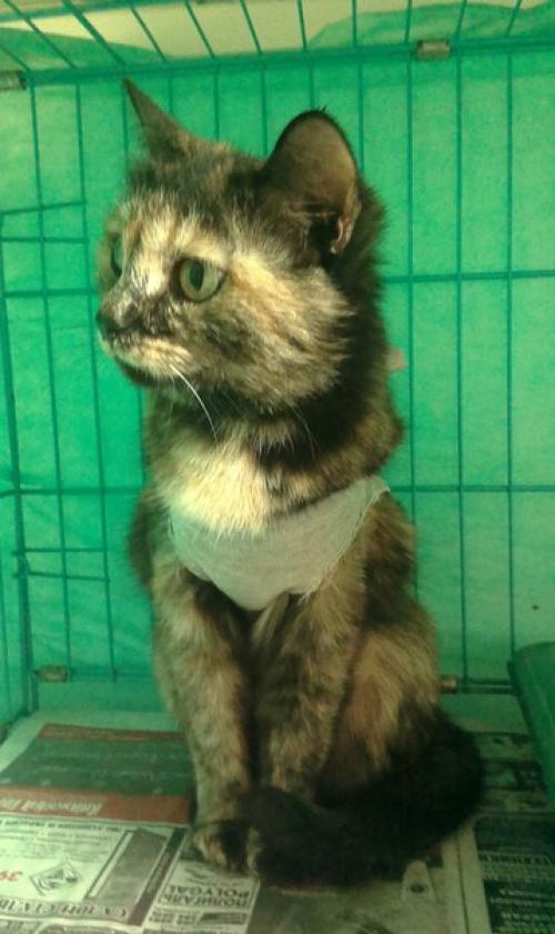 1. белочка ищет своего самого любимого, единственного, понимающего друга - хозяина. 07 1. белочка ищет своего самого любимого, единственного, понимающего друга - хозяина. 07