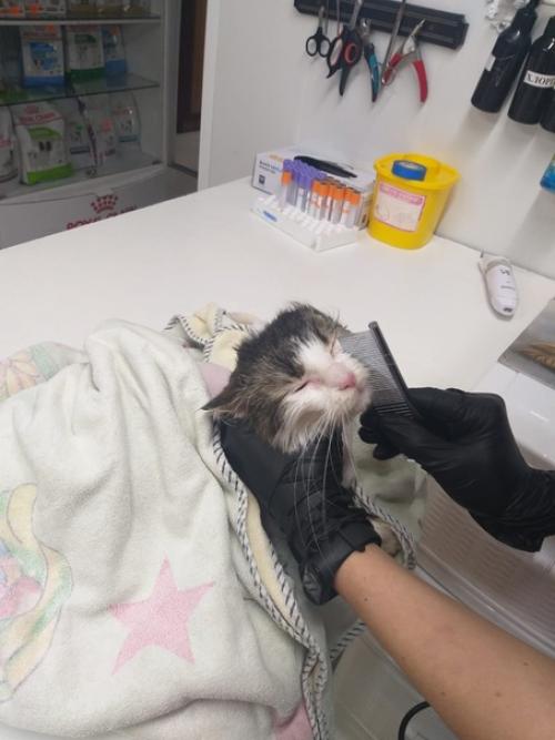 Пожилые животные, так же как и люди, с возрастом начинают испытывать боль, проблемы со здоровьем и нуждаются в особенном уходе. 01