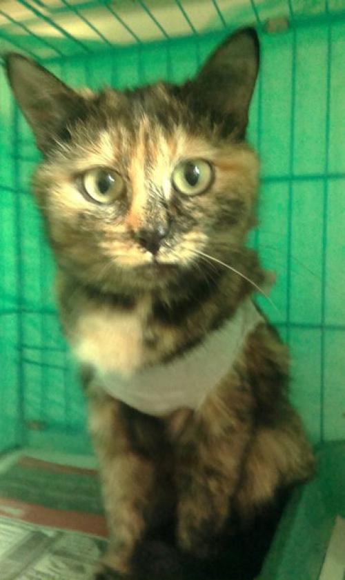 1. белочка ищет своего самого любимого, единственного, понимающего друга - хозяина. 06 1. белочка ищет своего самого любимого, единственного, понимающего друга - хозяина. 06