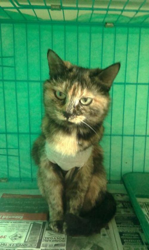 1. белочка ищет своего самого любимого, единственного, понимающего друга - хозяина. 08 1. белочка ищет своего самого любимого, единственного, понимающего друга - хозяина. 08