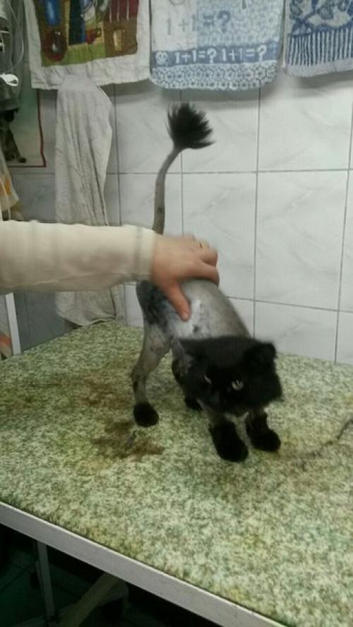 1. белочка ищет своего самого любимого, единственного, понимающего друга - хозяина. 03 1. белочка ищет своего самого любимого, единственного, понимающего друга - хозяина. 03