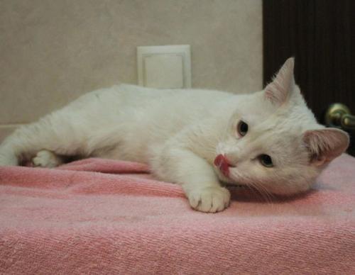 1. белочка ищет своего самого любимого, единственного, понимающего друга - хозяина. 02 1. белочка ищет своего самого любимого, единственного, понимающего друга - хозяина. 02