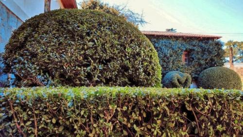 Все слышали выражения Лавровый Венок, пожинать лавры, почивать на лаврах. 04