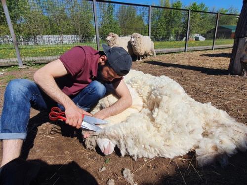 Овцам сделали модную весеннюю стрижку. 02 Овцам сделали модную весеннюю стрижку. 02