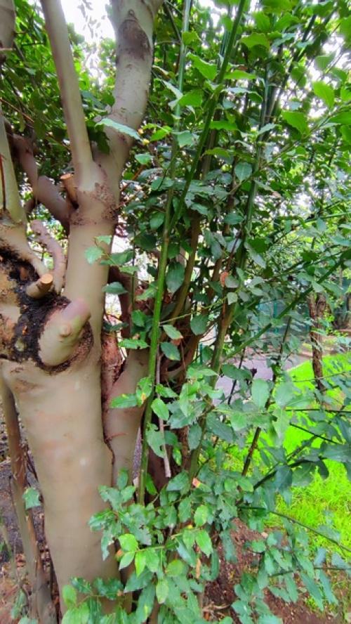 Все слышали выражения Лавровый Венок, пожинать лавры, почивать на лаврах. 08