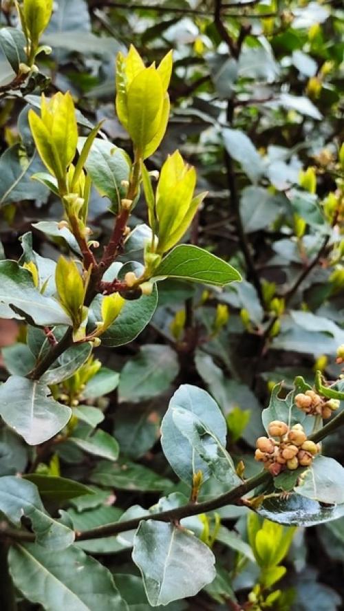 Все слышали выражения Лавровый Венок, пожинать лавры, почивать на лаврах. 03