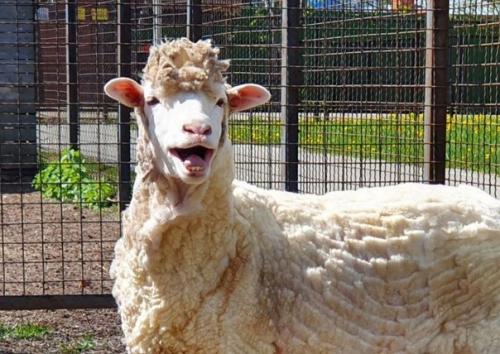 Овцам сделали модную весеннюю стрижку. 03 Овцам сделали модную весеннюю стрижку. 03