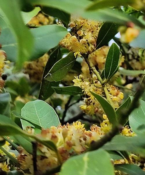 Все слышали выражения Лавровый Венок, пожинать лавры, почивать на лаврах. 05