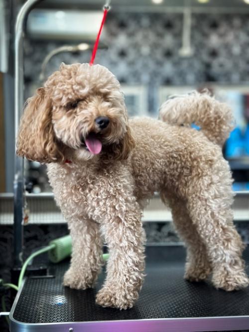 Азиатская стрижка пуделя - это настоящий тренд, который имеет интересную историю! 02